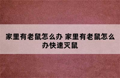 家里有老鼠怎么办 家里有老鼠怎么办快速灭鼠